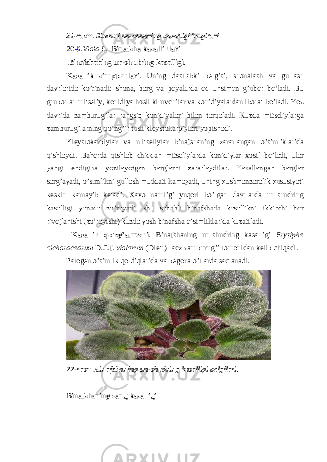 21-rasm. Sirenni un-shudring kasalligi belgilari. 20 - §. Viola L. - Binafsha kasalliklari Binafshaning un-shudring kasalligi . Kasallik simptomlari . Uning dastlabki belgisi, shonalash va gullash davrlarida ko’rinadi: shona, barg va poyalarda oq unsimon g’ubor bo’ladi. Bu g’uborlar mitseliy, konidiya hosil kiluvchilar va konidiyalardan iborat bo’ladi. Yoz davrida zamburug’lar rangsiz konidiyalari bilan tarqaladi. Kuzda mitseliylarga zamburug’larning qo’ng’ir tusli kleystokarpiylari yopishadi. Kleystokarpiylar va mitseliylar binafshaning zararlangan o’simliklarida qishlaydi. Bahorda qishlab chiqqan mitseliylarda konidiylar xosil bo’ladi, ular yangi endigina yozilayotgan barglarni zararlaydilar. Kasallangan barglar sarg’ayadi, o’simlikni gullash muddati kamayadi, uning xushmanzaralik xususiyati keskin kamayib ketadi. Xavo namligi yuqori bo’lgan davrlarda un-shudring kasalligi yanada zo’rayadi, shu sababli binafshada kasallikni ikkinchi bor rivojlanishi (zo’rayishi) kuzda yosh binafsha o’simliklarida kuzatiladi. Kasallik qo’zg’atuvchi . Binafshaning un-shudring kasalligi Erysiphe cichoracearum D.C.f. violarum (Dietr) Jacz zamburug’i tomonidan kelib chiqadi. Patogen o’simlik qoldiqlarida va begona o’tlarda saqlanadi. 22-rasm.Binafshaning un-shudring kasalligi belgilari . Binafshaning zang kasalligi 