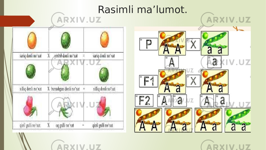 Rasimli ma’lumot. 