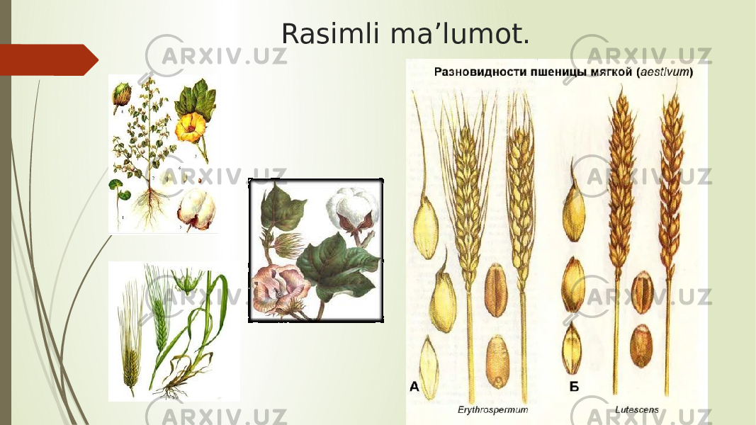 Rasimli ma’lumot. 