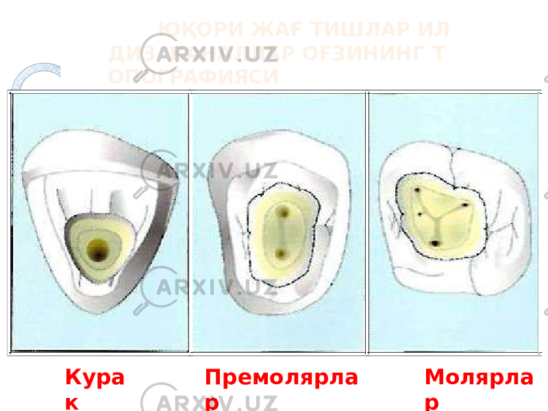 Кура к Премолярла р Молярла рЮҚОРИ ЖАҒ ТИШЛАР ИЛ ДИЗ КАНАЛЛАР ОҒЗИНИНГ Т ОПОГРАФИЯСИ 