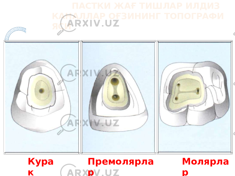 ПАСТКИ ЖАҒ ТИШЛАР ИЛДИЗ КАНАЛЛАР ОҒЗИНИНГ ТОПОГРАФИ ЯСИ Кура к Премолярла р Молярла р 