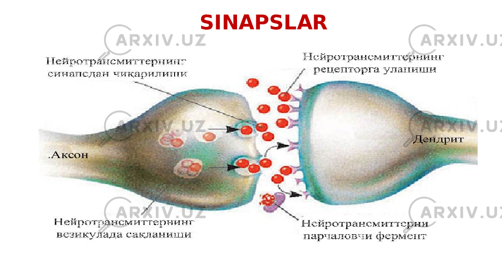 SINAPSLAR 