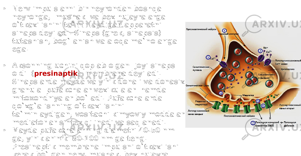 • Nerv impulslarni bir neyrondan boshqa neyronga, mushak va bez hujayralarga o`tkazilishini ta`minlaydigan apparatni sinaps deyiladi. Sinaps (grek, sinapsis) tutashish, bog`lanish va aloqa ma`nolariga ega. • Aksonning uchini qoplab olgan joyi sinaps oldi ( presinaptik ) membrana deyiladi. Sinapslarda mayda va yirik donali va donasiz granula pufakchalar vezikulalar hamda mitoxondriyalar bo`ladi. Pufakchalarda qo`zg`alishning o`tkazilishini ta`minlaydigan, vositachi kimyoviy moddalar mediatorlar sintez qilinadi va saqlanadi. • Mayda pufakchalarning diametri 40-50 nm ga, yiriklariniki 80-100 nm ga teng. Presinaptik membrana impulsni o`tkazilishi kerak bo`lgan nerv, mushak, bez hujayra membranasi sinapsketi (postsinaptik membrana) deb ataladi. 