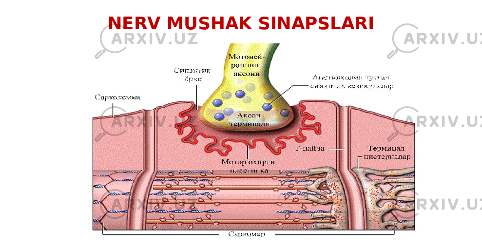 NERV MUSHAK SINAPSLARI 