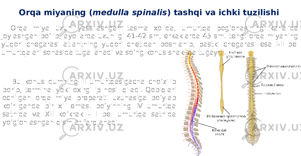 Orqa miyaning ( medulla spinalis ) tashqi va ichki tuzilishi Orqa miya uzun yassilashgan tasma xolida, umurtqa pog‘onasining kanalida joylashgan bo‘lib, ayollarda uzunligi 41-42 sm, erkaklarda 45 sm. teng. orqa miyaning yuqori chegarasi atlantning yuqori chetidan boshlanib, pastki chegarasi esa I-II bel umurtqalari sohasida tugallanadi va so‘ng konus shaklida tugaydi. Bu konus dumning II umurtqasigacha cho‘zilib borib, terminal yoki oxirgi ip hosil qiladi. Qobiqlari ochilgan orqa miya preparati uzunasiga bo‘ylab ko‘rilganda bir xil emas. bo‘yinning IV umurtqa sathida va XII ko‘krak - I bel umurtqa sathida yo‘g‘onlashgan qismlar farqlanadi. 