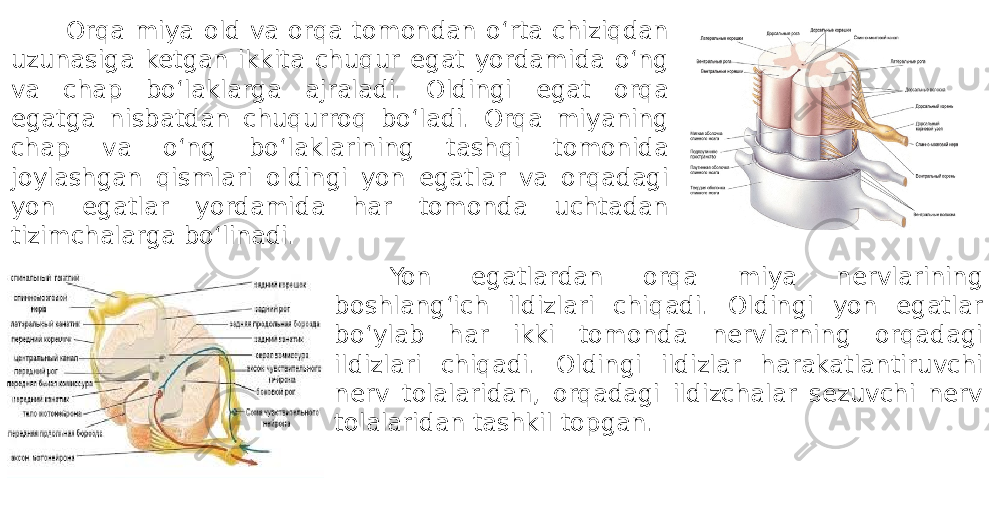 Orqa miya old va orqa tomondan o‘rta chiziqdan uzunasiga ketgan ikkita chuqur egat yordamida o‘ng va chap bo‘laklarga ajraladi. Oldingi egat orqa egatga nisbatdan chuqurroq bo‘ladi. Orqa miyaning chap va o‘ng bo‘laklarining tashqi tomonida joylashgan qismlari oldingi yon egatlar va orqadagi yon egatlar yordamida har tomonda uchtadan tizimchalarga bo‘linadi. Yon egatlardan orqa miya nervlarining boshlang‘ich ildizlari chiqadi. Oldingi yon egatlar bo‘ylab har ikki tomonda nervlarning orqadagi ildizlari chiqadi. Oldingi ildizlar harakatlantiruvchi nerv tolalaridan, orqadagi ildizchalar sezuvchi nerv tolalaridan tashkil topgan. 