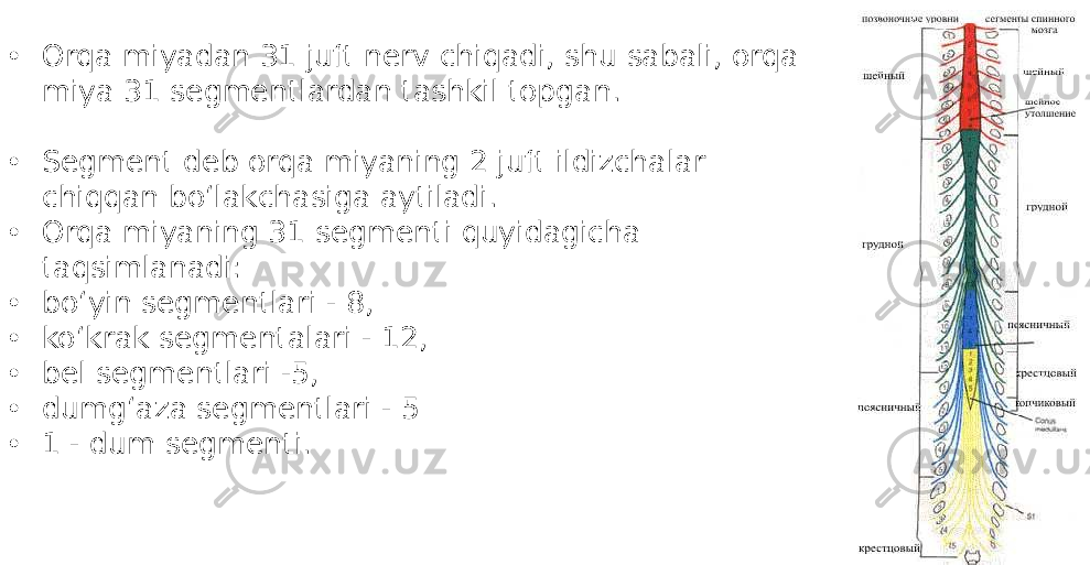 • Orqa miyadan 31 juft nerv chiqadi, shu sabali, orqa miya 31 segmentlardan tashkil topgan. • Segment deb orqa miyaning 2 juft ildizchalar chiqqan bo‘lakchasiga aytiladi. • Orqa miyaning 31 segmenti quyidagicha taqsimlanadi: • bo‘yin segmentlari - 8, • ko‘krak segmentalari - 12, • bel segmentlari -5, • dumg‘aza segmentlari - 5 • 1 - dum segmenti. 