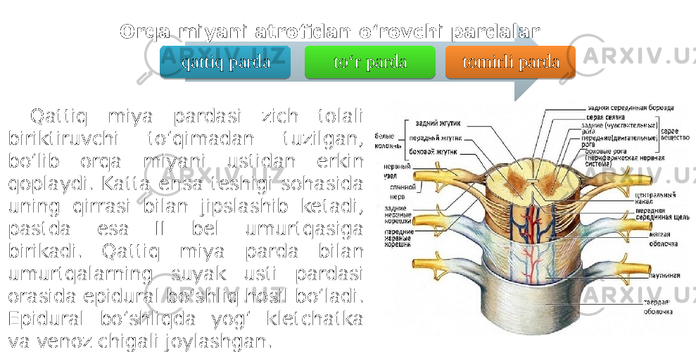 Qattiq miya pardasi zich tolali biriktiruvchi to‘qimadan tuzilgan, bo‘lib orqa miyani ustidan erkin qoplaydi. Katta ensa teshigi sohasida uning qirrasi bilan jipslashib ketadi, pastda esa II bel umurtqasiga birikadi. Qattiq miya parda bilan umurtqalarning suyak usti pardasi orasida epidural bo‘shliq hosil bo‘ladi. Epidural bo‘shliqda yog‘ kletchatka va venoz chigali joylashgan. qattiq parda to‘r parda tomirli pardaOrqa miyani atrofidan o‘rovchi pardalar0102 03 03 