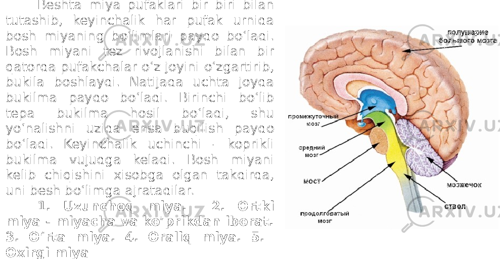 Beshta miya pufaklari bir biri bilan tutashib, keyinchalik har pufak urnida bosh miyaning bo‘limlari paydo bo‘ladi. Bosh miyani tez rivojlanishi bilan bir qatorda pufakchalar o‘z joyini o‘zgartirib, bukila boshlaydi. Natijada uchta joyda bukilma paydo bo‘ladi. Birinchi bo‘lib tepa bukilma hosil bo‘ladi, shu yo‘nalishni uzida ensa buqilish paydo bo‘ladi. Keyinchalik uchinchi - koprikli bukilma vujudga keladi. Bosh miyani kelib chiqishini xisobga olgan takdirda, uni besh bo‘limga ajratadilar. 1. Uzunchoq miya. 2. Ortki miya - miyacha va ko’prikdan iborat. 3. O‘rta miya. 4. Oraliq miya. 5. Oxirgi miya 