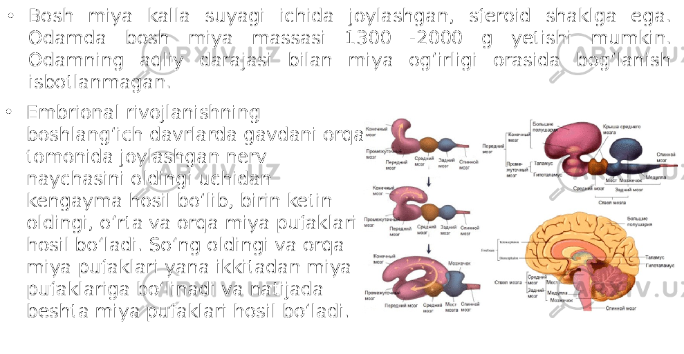 • Bosh miya kalla suyagi ichida joylashgan, sferoid shaklga ega. Odamda bosh miya massasi 1300 -2000 g yetishi mumkin. Odamning aqliy darajasi bilan miya og‘irligi orasida bog‘lanish isbotlanmagan. • Embrional rivojlanishning boshlang‘ich davrlarda gavdani orqa tomonida joylashgan nerv naychasini oldingi uchidan kengayma hosil bo‘lib, birin ketin oldingi, o‘rta va orqa miya pufaklari hosil bo‘ladi. So‘ng oldingi va orqa miya pufaklari yana ikkitadan miya pufaklariga bo‘linadi va natijada beshta miya pufaklari hosil bo‘ladi. 