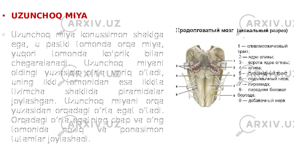 • UZUNCHOQ MIYA • Uzunchoq miya konussimon shaklga ega, u pastki tomonda orqa miya, yuqori tomonda ko’prik bilan chegaralanadi. Uzunchoq miyani oldingi yuzasida o‘rta yoriq o‘tadi, uning ikki tomonidan esa ikkita tizimcha shaklida piramidalar joylashgan. Uzunchoq miyani orqa yuzasidan orqadagi o‘rta egat o‘tadi. Orqadagi o‘rta egatning chap va o‘ng tomonida noziq va ponasimon tutamlar joylashadi. 