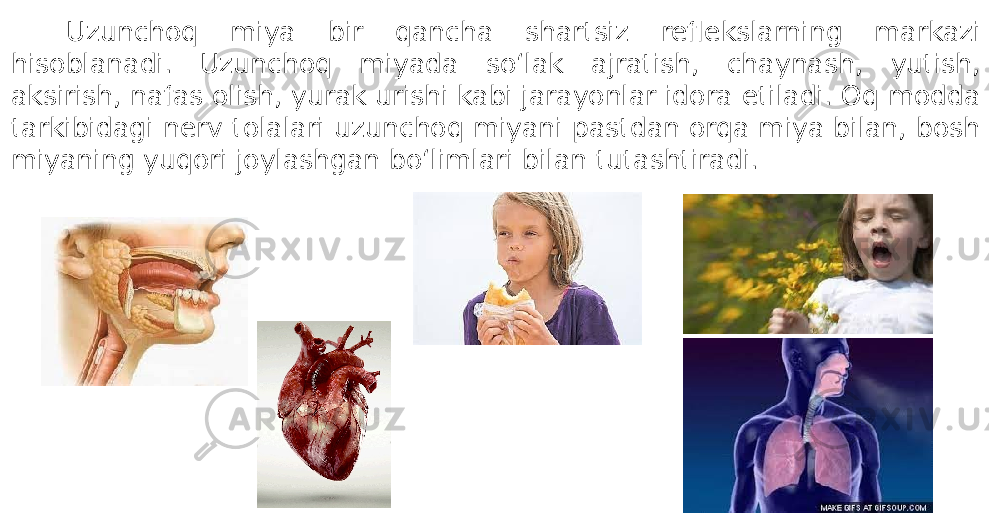 Uzunchoq miya bir qancha shartsiz reflekslarning markazi hisoblanadi. Uzunchoq miyada so‘lak ajratish, chaynash, yutish, aksirish, nafas olish, yurak urishi kabi jarayonlar idora etiladi. Oq modda tarkibidagi nerv tolalari uzunchoq miyani pastdan orqa miya bilan, bosh miyaning yuqori joylashgan bo‘limlari bilan tutashtiradi. 