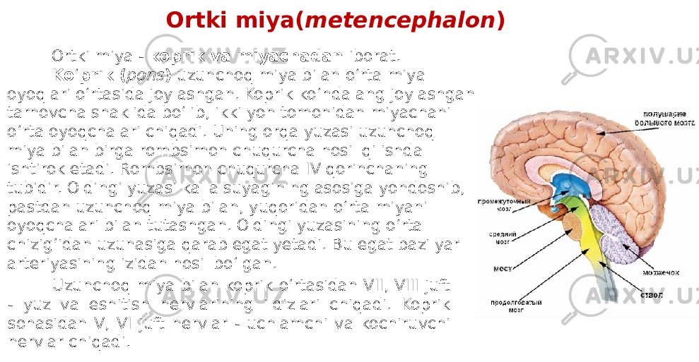 Ortki miya - koprik va miyachadan iborat. Ko ‘ prik ( pons ) uzunchoq miya bilan o‘rta miya oyoqlari o‘rtasida joylashgan. Koprik ko‘ndalang joylashgan tarnovcha shaklida bo‘lib, ikki yon tomonidan miyachani o‘rta oyoqchalari chiqadi. Uning orqa yuzasi uzunchoq miya bilan birga rombsimon chuqurcha hosil qilishda ishtirok etadi. Rombsimon chuqurcha IV qorinchaning tubidir. Oldingi yuzasi kalla suyagining asosiga yondoshib, pastdan uzunchoq miya bilan, yuqoridan o‘rta miyani oyoqchalari bilan tutashgan. Oldingi yuzasining o‘rta chizig‘idan uzunasiga qarab egat yetadi. Bu egat bazilyar arteriyasining izidan hosil bo‘lgan. Uzunchoq miya bilan koprik o‘rtasidan VII, VIII juft - yuz va eshitish nervlarining ildizlari chiqadi. Koprik sohasidan V, VI juft nervlar - uchlamchi va kochiruvchi nervlar chiqadi. Ortki miya( metencephalon ) 