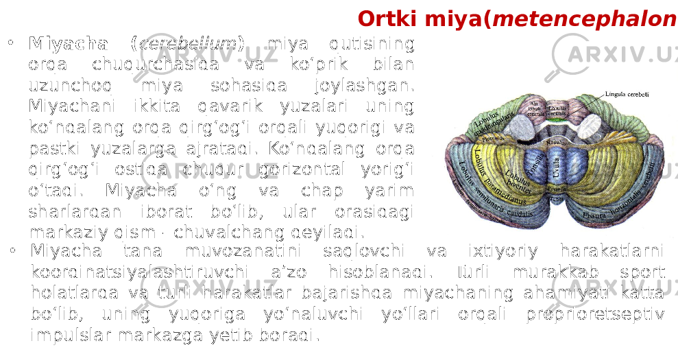 Ortki miya( metencephalon ) • Miyacha ( cerebellum ) miya qutisining orqa chuqurchasida va ko‘prik bilan uzunchoq miya sohasida joylashgan. Miyachani ikkita qavarik yuzalari uning ko‘ndalang orqa qirg‘og‘i orqali yuqorigi va pastki yuzalarga ajratadi. Ko‘ndalang orqa qirg‘og‘i ostida chuqur gorizontal yorig‘i o‘tadi. Miyacha o‘ng va chap yarim sharlardan iborat bo‘lib, ular orasidagi markaziy qism - chuvalchang deyiladi. • Miyacha tana muvozanatini saqlovchi va ixtiyoriy harakatlarni koordinatsiyalashtiruvchi a’zo hisoblanadi. Turli murakkab sport holatlarda va turli harakatlar bajarishda miyachaning ahamiyati katta bo‘lib, uning yuqoriga yo‘naluvchi yo‘llari orqali proprioretseptiv impulslar markazga yetib boradi. 