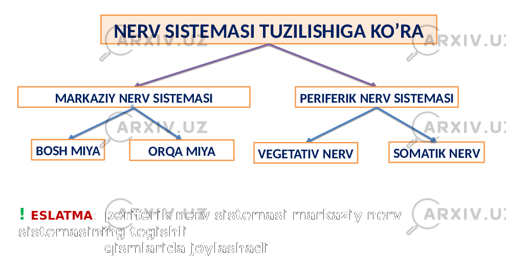 NERV SISTEMASI TUZILISHIGA KO’RA MARKAZIY NERV SISTEMASI PERIFERIK NERV SISTEMASI BOSH MIYA ORQA MIYA VEGETATIV NERV SOMATIK NERV ! ESLATMA : periferik nerv sistemasi markaziy nerv sistemasining tegishli qismlarida joylashadi 