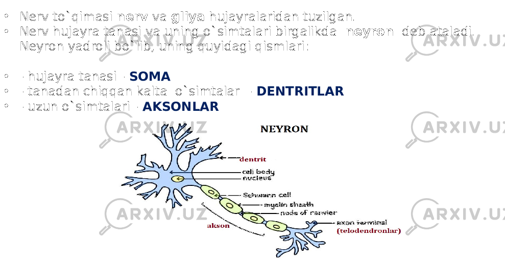 • Nerv to`qimasi nerv va gliya hujayralaridan tuzilgan. • Nerv hujayra tanasi va uning o`simtalari birgalikda neyron deb ataladi. Neyron yadroli bo`lib, uning quyidagi qismlari: • - hujayra tanasi - SOMA • - tanadan chiqqan kalta o`simtalar - DENTRITLAR • - uzun o`simtalari - AKSONLAR 