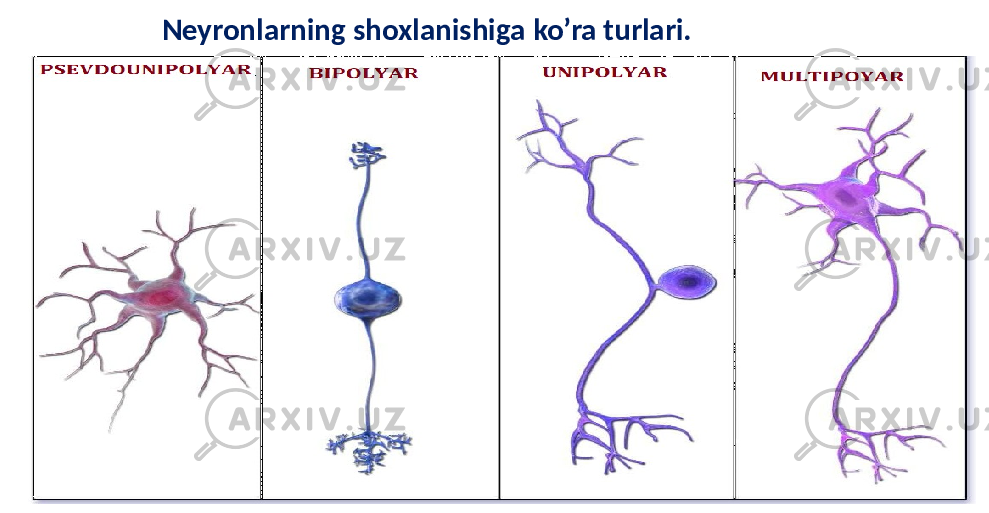 Neyronlarning shoxlanishiga ko’ra turlari. 