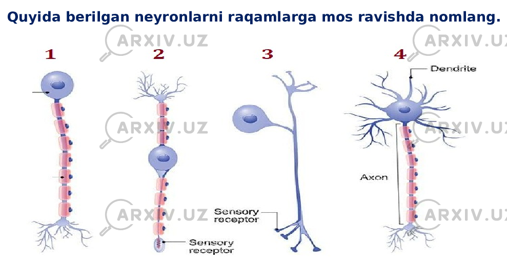 Quyida berilgan neyronlarni raqamlarga mos ravishda nomlang. 