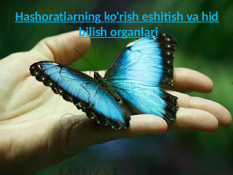 Hashoratlarning ko&#39;rish eshitish va hid bilish organlari 