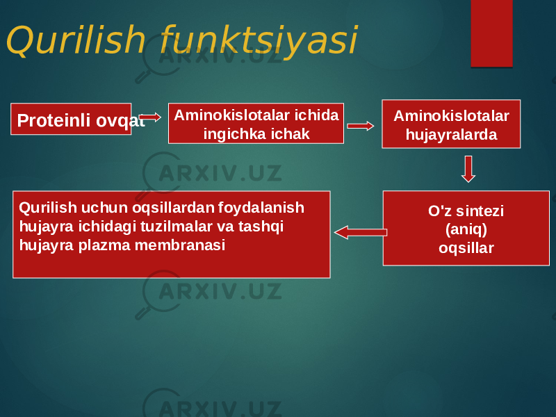 Qurilish funktsiyasi Proteinli ovqat Aminokislotalar ichida ingichka ichak Aminokislotalar hujayralarda Qurilish uchun oqsillardan foydalanish hujayra ichidagi tuzilmalar va tashqi hujayra plazma membranasi O&#39;z sintezi (aniq) oqsillar 