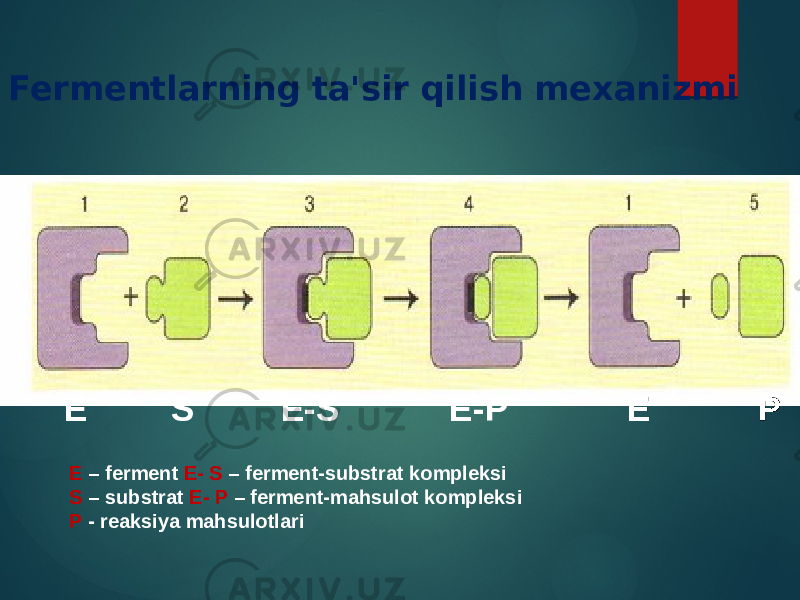 Fermentlarning ta&#39;sir qilish mexanizmi E S E-S E-P E P E – ferment E- S – ferment-substrat kompleksi S – substrat E- P – ferment-mahsulot kompleksi P - reaksiya mahsulotlari 