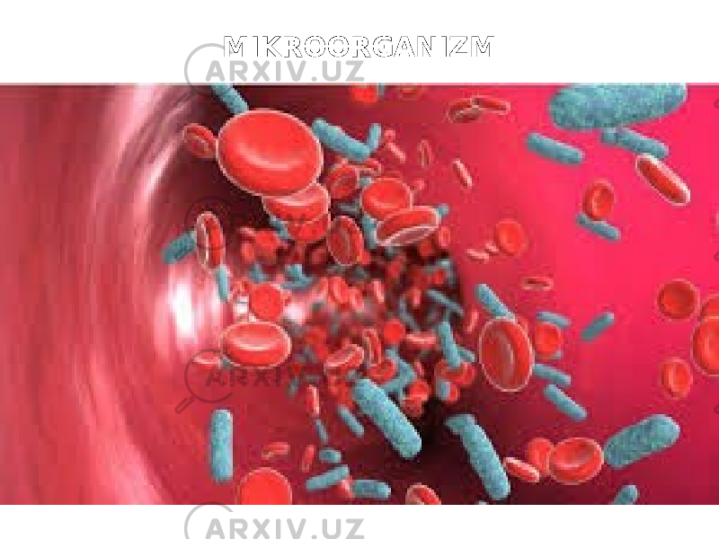 MIKROORGANIZM 