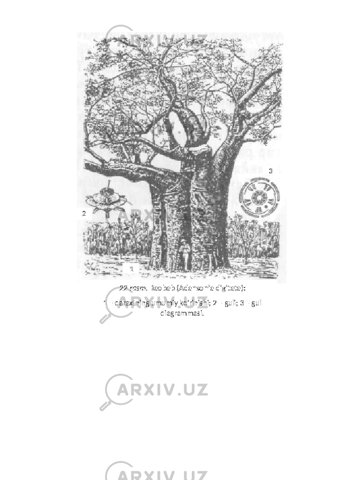 22-rasm . Baobab (Adansonia digitata): 1 – daraxtning umumiy ko‘rinishi; 2 – guli; 3 – gul diagrammasi.12 3 