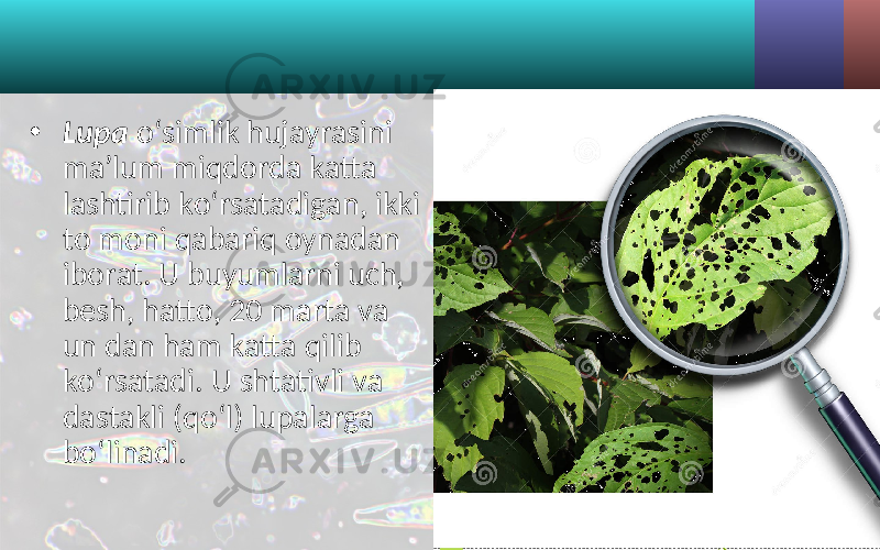 • Lupa o‘simlik hujayrasini ma’lum miqdorda katta lashtirib ko‘rsatadigan, ikki to moni qabariq oynadan iborat. U buyumlarni uch, besh, hatto, 20 marta va un dan ham katta qilib ko‘rsatadi. U shtativli va dastakli (qo‘l) lupalarga bo‘linadi. 