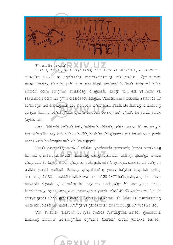 62 -rasm Bel naychasi 1 -aorta; 2-yurak; 3 bel naychasidagi cho’ntakcha va teshikchalar; 4- qanotsimon muskullar; 5-6-7-8 bel naychasidagi cho’ntakchaiarning ichki tuzilishi . Qanotsimon muskullarning birinchi jufti qurt tanasidagi uchinchi ko’krak bo’g’imi bilan birinchi qorin bo’g’imi o’rtasidagi chegaradi, oxirgi jufti esa yettinchi va sakkizinchi qorin bo’g’imi orasida joylashgan. Qanotsimon muskullar zanjiri to ’ liq bo ’ lmagan bel diafragmasi deb ataluvchi to ’ siq hosil qiladi . Bu diafragma tananing qolgan hamma bo ’ shlig ’ idan ajralib turuvchi to ’ siq hosil qiladi , bu yerda yurak joylashadi . Aorta ikkinchi ko ’ krak bo ’ g ’ imidan boshlanib , sekin - asta va bir oz torayib boruvchi silliq nay ko ’ rinishida bo ’ lib , bosh bo ’ shlig ’ igacha etib boradi va u yerda uncha katta bo ’ lmagan teshik bilan tugaydi . Yurak devoridagi muskul tolalari yordamida qisqaradi ; bunda yurakning hamma qismlari birin - ketin tananing oxirgi qismidan oldingi qismiga tomon qisqaradi . Bu to ’ lqinsimon qisqarish yoki puls urishi , ayniqsa , sakkizinchi bo ’ g ’ im oldida yaxshi seziladi . Bunday qisqarishning yurak bo’ylab tarqalish tezligi sekundiga 27-30 m tashkil etadi. Havo harorati 20-25C 0 bo’lganda, organizm tinch turganda 5-yoshdagi qurtning bel naychasi daqiqasiga 30 taga yaqin uradi, harakatlanayotganda va ovqatlanayotganda yurak urishi 40-50 gacha ortadi, pilla o’rayotganda 60-65 gacha yetadi. Haroratning ko’tarilishi bilan bel naychasining urish soni ortadi va harorat 30C 0 ga yetganda urish soni minutiga 60-70 ta bo’ladi Qon aylanish jarayoni tut ipak qurtida quyidagicha boradi: gemolimfa tananing umumiy bo’shlig’idan og’izcha (ustitsa) orqali yurakka tushadi; 