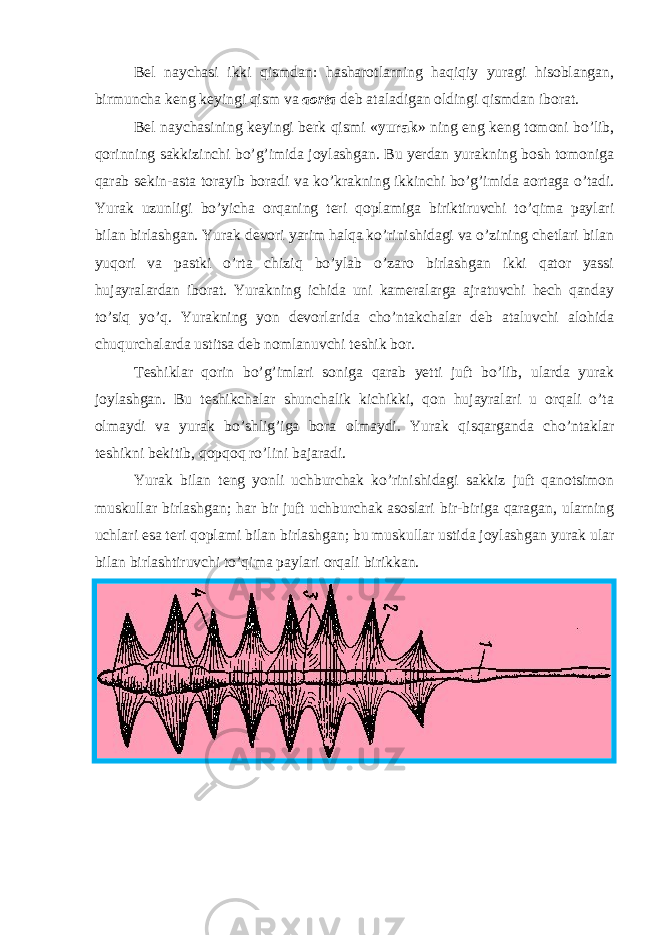 Bel naychasi ikki qismdan: hasharotlarning haqiqiy yuragi hisoblangan, birmuncha keng keyingi qism va aorta deb ataladigan oldingi qismdan iborat. Bel naychasining keyingi berk qismi « yurak » ning eng keng tomoni bo’lib, qorinning sakkizinchi bo’g’imida joylashgan. Bu yerdan yurakning bosh tomoniga qarab sekin-asta torayib boradi va ko’krakning ikkinchi bo’g’imida aortaga o’tadi. Yurak uzunligi bo’yicha orqaning teri qoplamiga biriktiruvchi to’qima paylari bilan birlashgan. Yurak devori yarim halqa ko’rinishidagi va o’zining chetlari bilan yuqori va pastki o’rta chiziq bo’ylab o’zaro birlashgan ikki qator yassi hujayralardan iborat. Yurakning ichida uni kameralarga ajratuvchi hech qanday to’siq yo’q. Yurakning yon devorlarida cho’ntakchalar deb ataluvchi alohida chuqurchalarda ustitsa deb nomlanuvchi teshik bor. Teshiklar qorin bo’g’imlari soniga qarab yetti juft bo’lib, ularda yurak joylashgan. Bu teshikchalar shunchalik kichikki, qon hujayralari u orqali o’ta olmaydi va yurak bo’shlig’iga bora olmaydi. Yurak qisqarganda cho’ntaklar teshikni bekitib, qopqoq ro’lini bajaradi. Yurak bilan teng yonli uchburchak ko’rinishidagi sakkiz juft qanotsimon muskullar birlashgan; har bir juft uchburchak asoslari bir-biriga qaragan, ularning uchlari esa teri qoplami bilan birlashgan; bu muskullar ustida joylashgan yurak ular bilan birlashtiruvchi to’qima paylari orqali birikkan. 