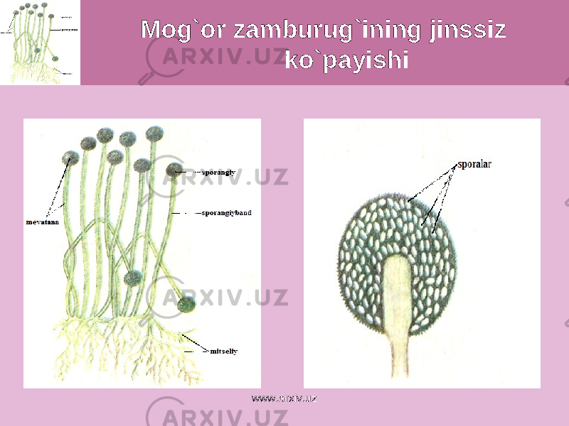  Mog`or zamburug`ining jinssiz ko`payishi www.arxiv.uz 