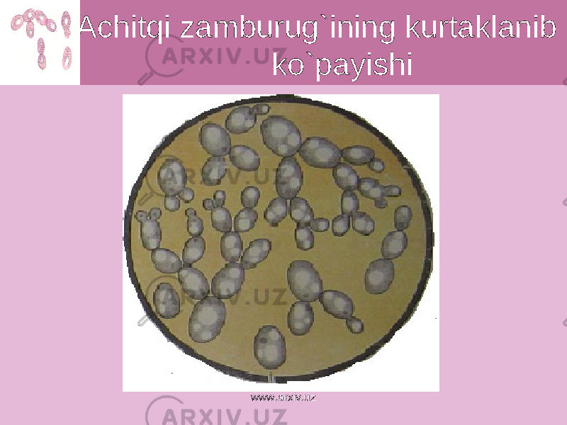  Achitqi zamburug`ining kurtaklanib ko`payishi www.arxiv.uz 