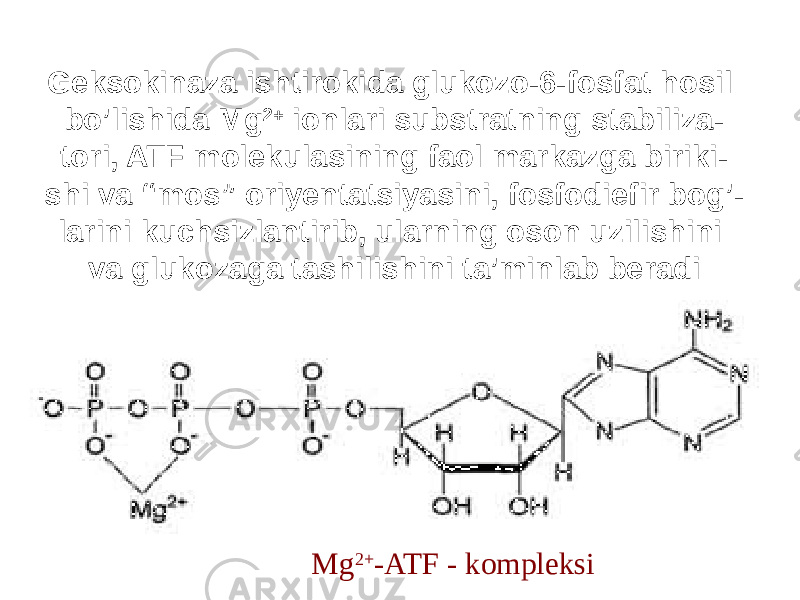 Geksokinaza ishtirokida glukozo-6-fosfat hosil bo’lishida Mg 2+  ionlari substratning stabiliza- tori, ATF molekulasining faol markazga biriki- shi va “mos” oriyentatsiyasini, fosfodiefir bog’- larini kuchsizlantirib, ularning oson uzilishini va glukozaga tashilishini ta’minlab beradi Mg 2+ -ATF - kompleksi 
