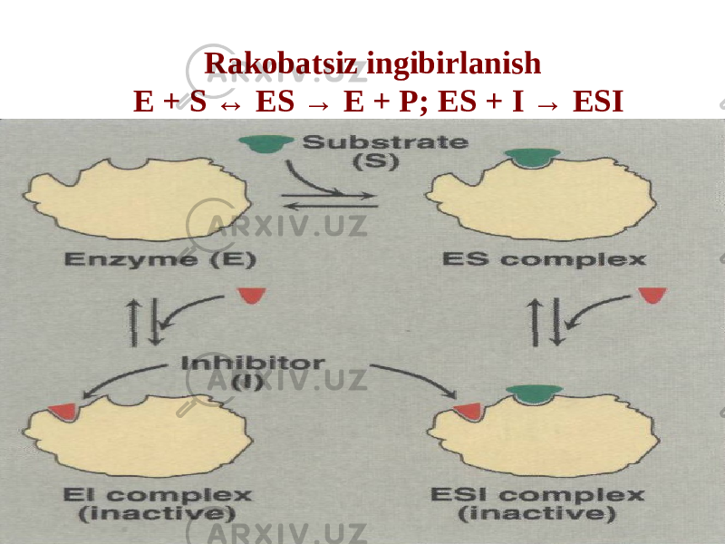 Rakobatsiz ingibirlanish E + S ↔ ES → E + P; ES + I → ESI 