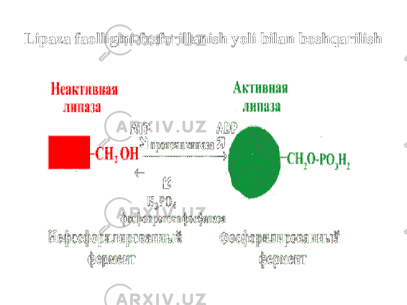 Lipaza faolligini fosforillanish yоli bilan boshqarilish 
