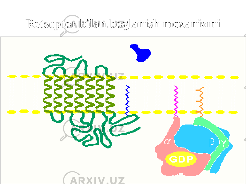 Retseptor bilan boglanish mexanizmi 