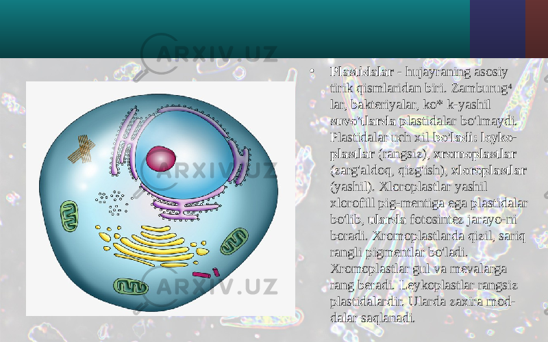 • Plastidalar - hujayraning asosiy tirik qismlaridan biri. Zamburug 4 lar, bakteriyalar, ko* k-yashil suvo&#39;tlarda plastidalar bo&#39;lmaydi. Plastidalar uch xil bo&#39;ladi: leyko- plastlar (rangsiz), xromoplastlar (zarg&#39;aldoq, qizg&#39;ish), xloroplastlar (yashil). Xloroplastlar yashil xlorofill pig-mentiga ega plastidalar bo&#39;lib, ularda fotosintez jarayo-ni boradi. Xromoplastlarda qizil, sariq rangli pigmentlar bo&#39;ladi. Xromoplastlar gul va mevalarga rang beradi. Leykoplastlar rangsiz plastidalardir. Ularda zaxira mod- dalar saqlanadi. 