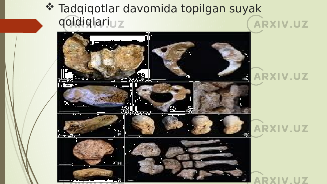  Tadqiqotlar davomida topilgan suyak qoldiqlari 