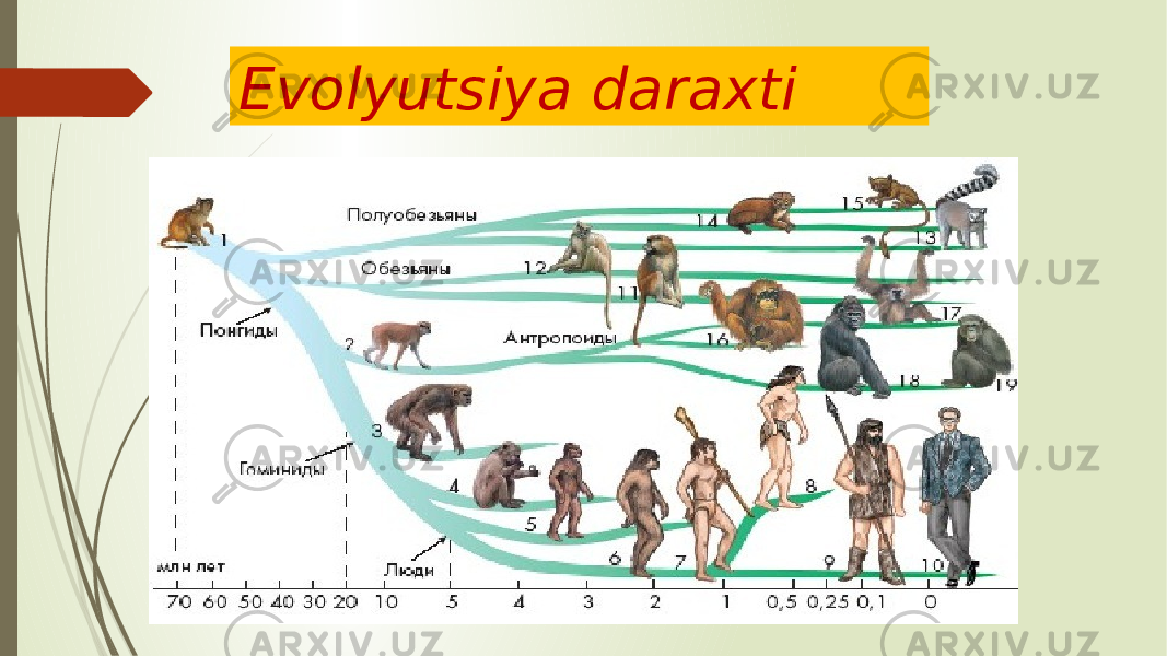 Evolyutsiya daraxti 