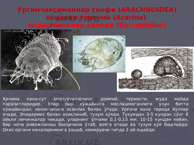 Ўргимчаксимонлар синфи ( АRACHNOIDEA ) каналар туркуми ( Acarina ) корастянкалар авлоди (Sarcoptidae) Қичима кана-сут эмизувчиларнинг доимий, териости, жуда майда паразитларидир. Улар бир хўжайинга мослашмаганлиги учун битта хўжайиндан, иккинчисига осонлик билан ўтади. Урғочи кана терида йўллар очади, Эпидермис билан озиқланиб, тухум қўяди. Тухумдан 3-5 кундан сўнг 6 оёқли личинкалар чиқади, уларнинг ўлчами 0,1-0,15 мм. 10-15 кундан кейин, бир неча ривожланиш босқичини ўтаб, вояга етади ва тухум қўя бошлайди. Оғиз органи каналарникига ўхшаб, кемирувчи типда 2 ой яшайди. 
