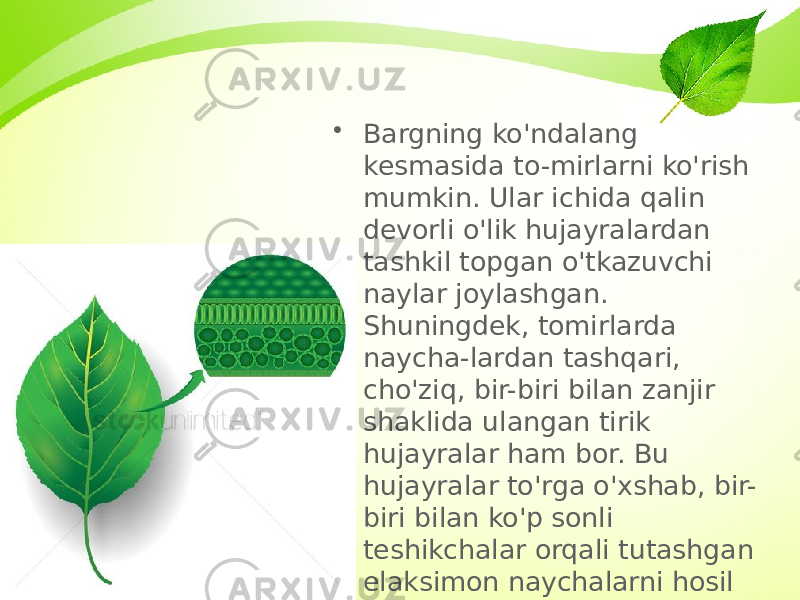 • Bargning ko&#39;ndalang kesmasida to-mirlarni ko&#39;rish mumkin. Ular ichida qalin devorli o&#39;lik hujayralardan tash kil topgan o&#39;tkazuvchi naylar joylash gan. Shuningdek, tomirlarda naycha-lardan tashqari, cho&#39;ziq, bir-biri bilan zanjir shaklida ulangan tirik hujayralar ham bor. Bu hujayralar to&#39;rga o&#39;xshab, bir- biri bilan ko&#39;p sonli teshikchalar orqali tutashgan elaksimon naychalarni hosil qiladi. 