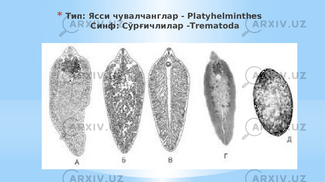 * Тип: Ясси чувалчанглар - Platyhelminthes Синф: Сўрғичлилар -Тrеmаtоdа 